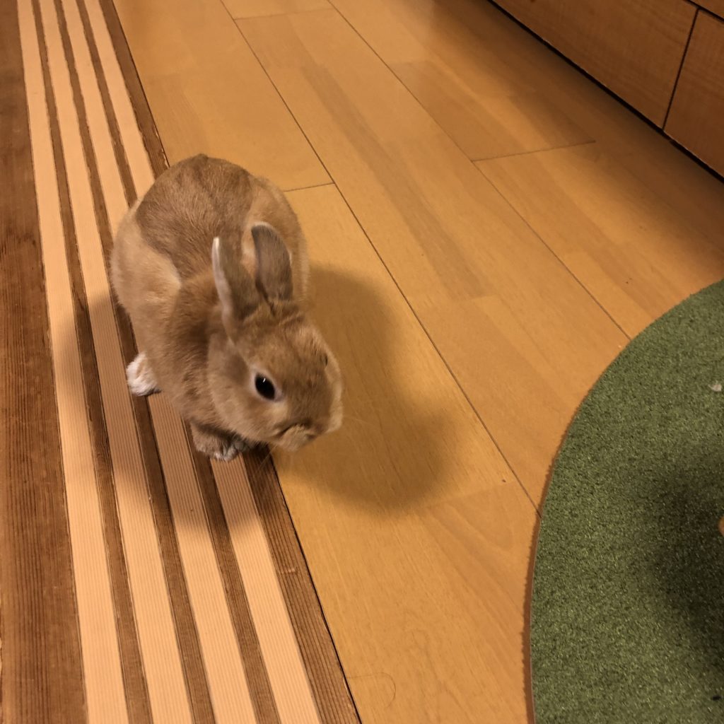 Fashion うさぎと