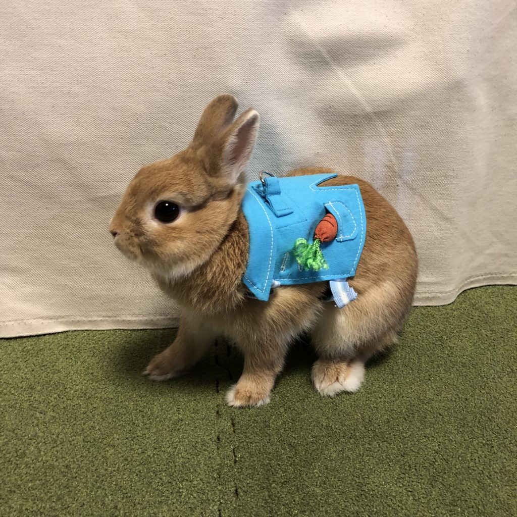 Peter Rabbit -style - うさぎと